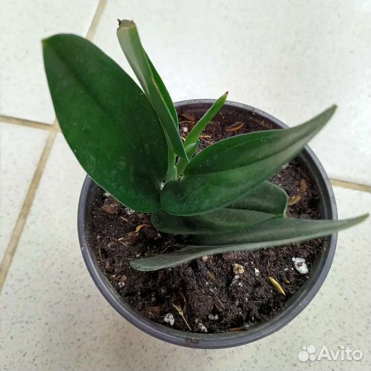 Сциндапсус - эпипремнум