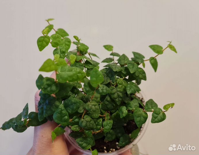 Фикус пумила сноуфлейк вишес керли дуболист миним