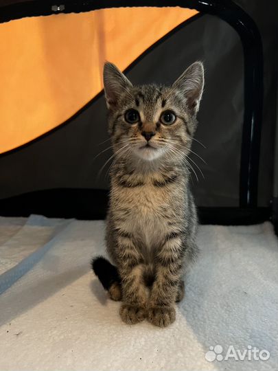 Котик бесплатно