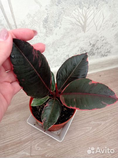 Фикусы и шеффлера детки с корневой