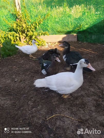 Мускусные утки