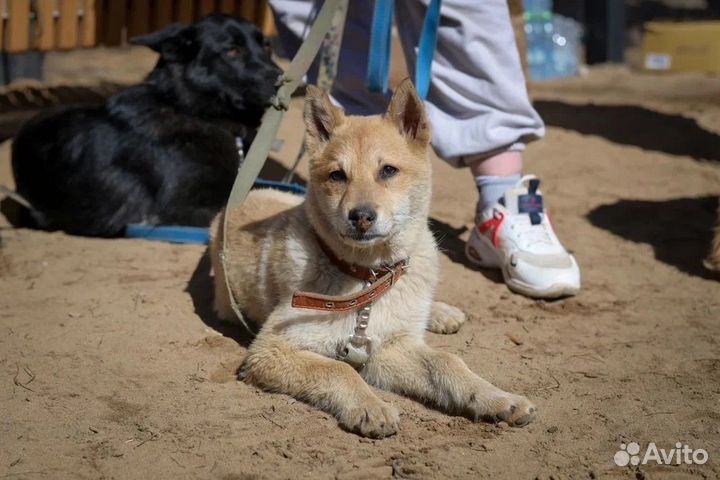 Мика ищет дом