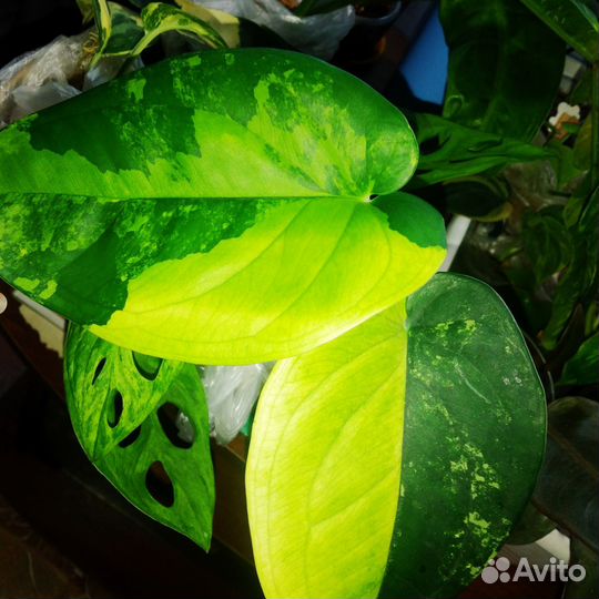 Сингониум Чиапенсе вар