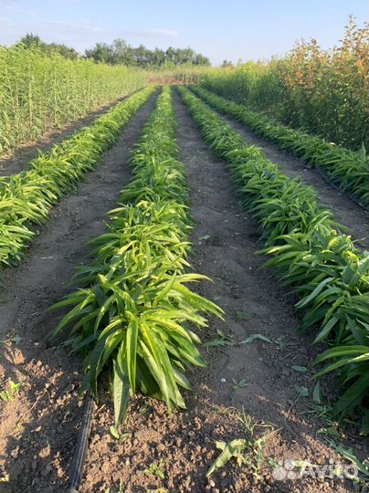 Саженцы колоновидного персика