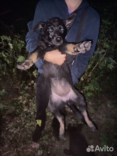 Отдам собак бесплатно есть один кабель 3 сучки