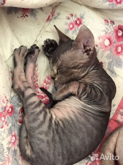 Котята сфинкс