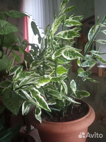 Педилантус и другие комнатные растения