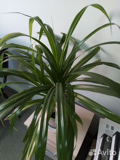 Комнатные цветы панданус