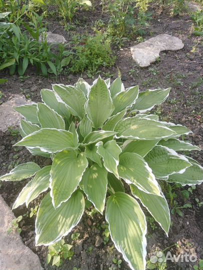 Многолетние цветы, кустарники