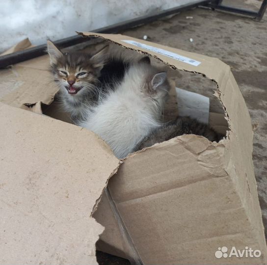 Я маленький и я хочу домой