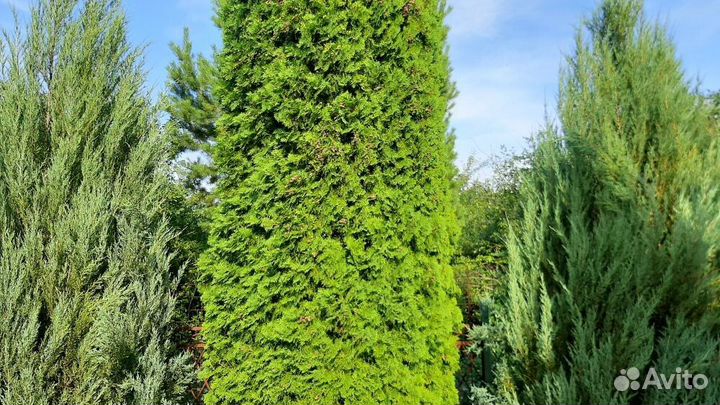 Катальпы и хвойные саженцы