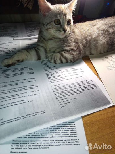 Кошка