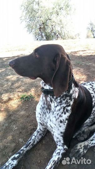 Курцхаар вязка