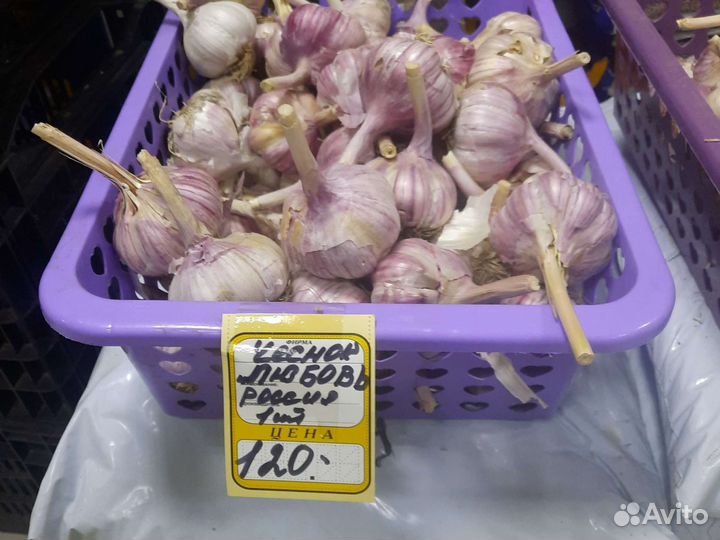 Чеснок озимый