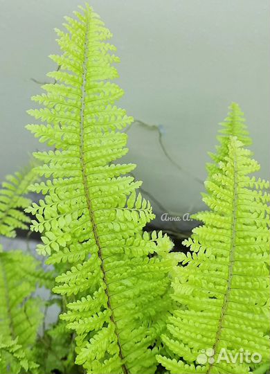 Нефролепис Vintage Lace yellow