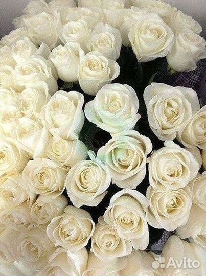 Розы Высокие 150см 160см 170см 180см 190см 2м