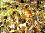 Пчелосемьи, пчелопакеты Карника Бакфаст мед