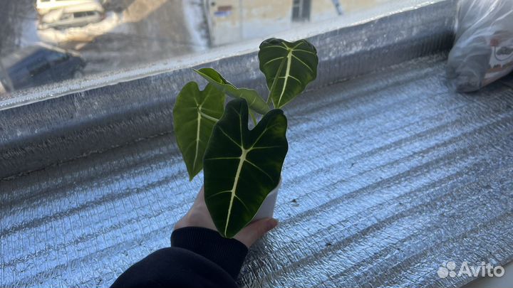 Алоказия Мишольца