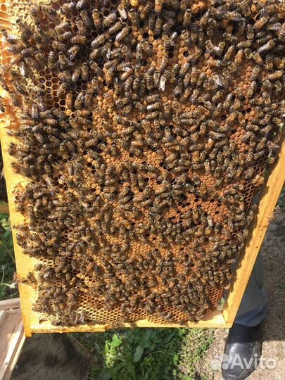 Пчёлопакеты