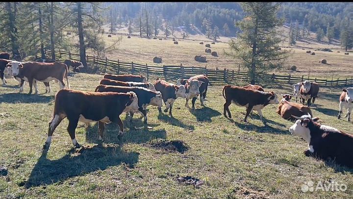 Корова телята и бычки