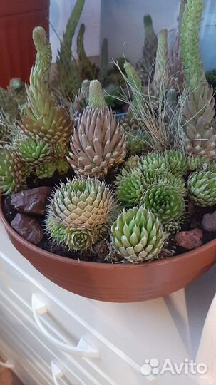 Суккуленты:каменная роза, горноколосник