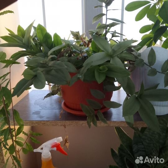 Комнатные растения