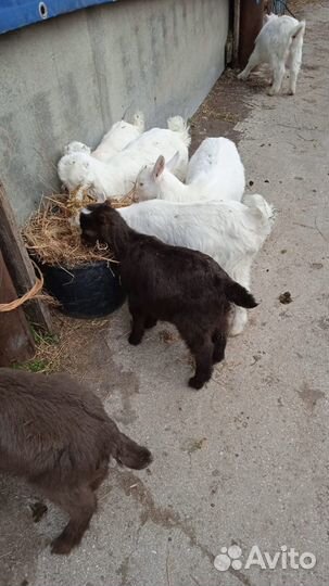 Продам козлят