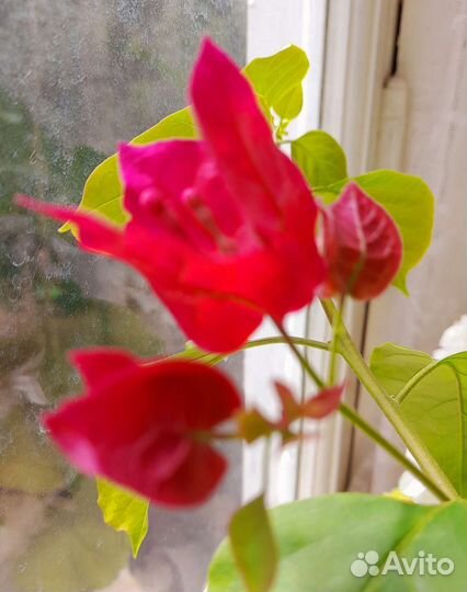 Бугенвиллия Дон Марио