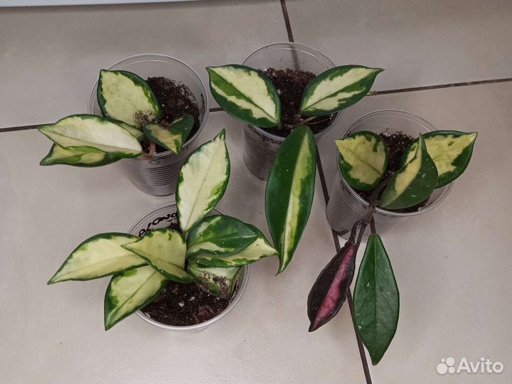 Хойя триколор,кримсон квин