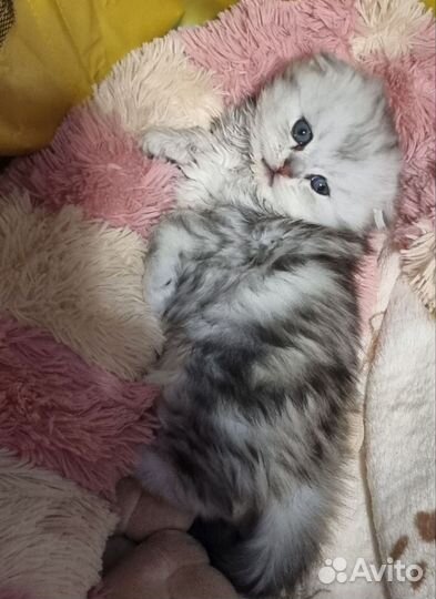 Шотландская вислоухая