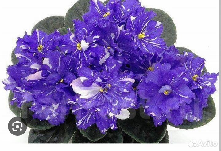 Детки сортовых фиалок