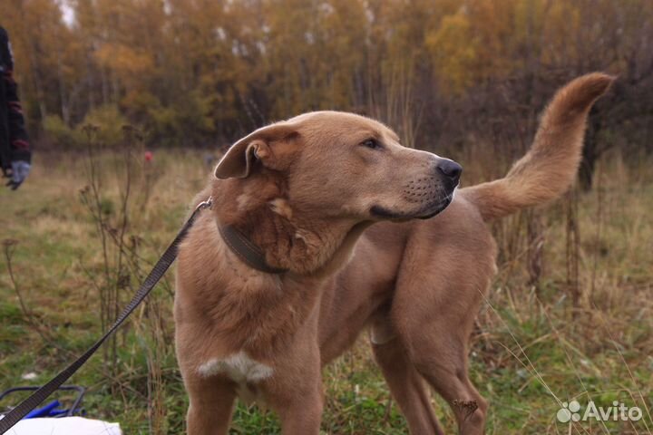 Роскошный пес в дар