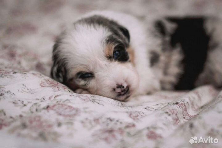 Щенки аусси(австралийская овчарка)