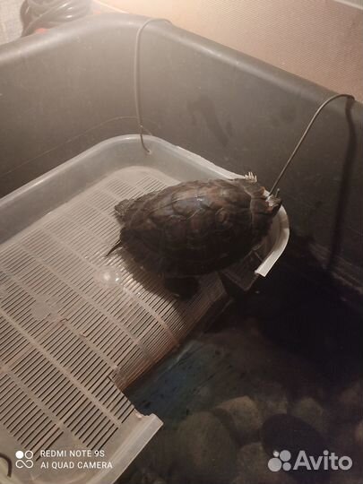 Красноухая черепаха