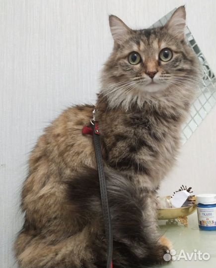 Брошенка Сара