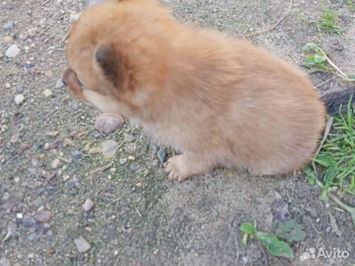 Щенок 1 месяц, девочка