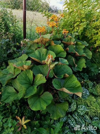 Бузульник Отелло Дездемона Тангутский