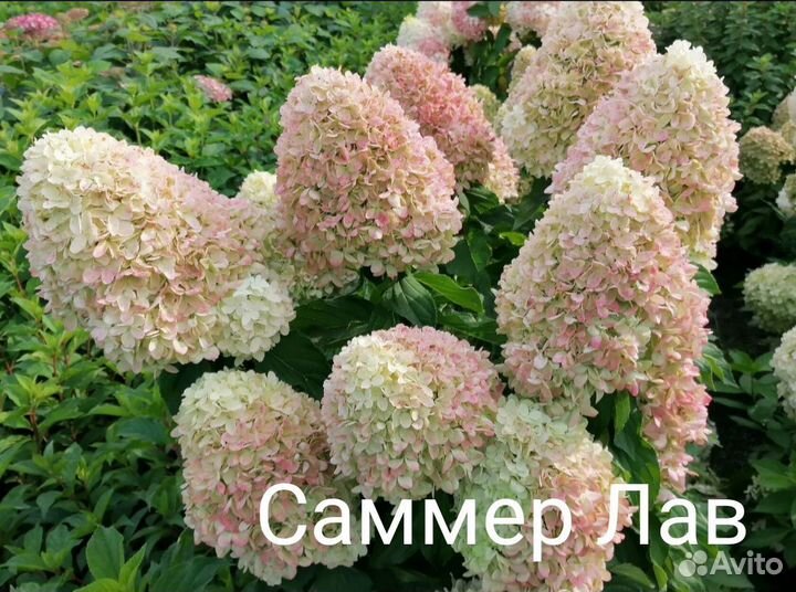 Гортензия метельчатая