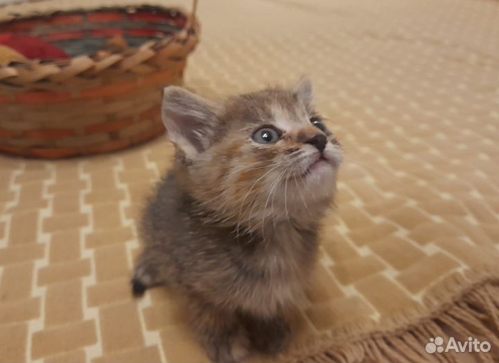 Котенок в дар