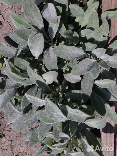 Стахис Чистец шерстистый/ овечьи ушки