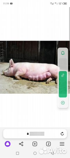 Супоросные свиноматки