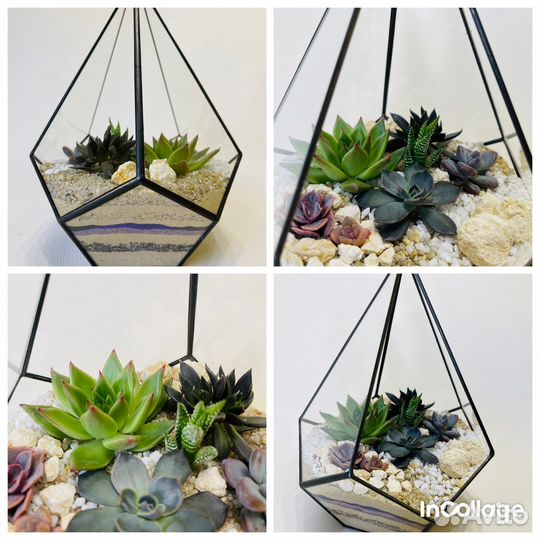 Флорариум из сукулентов готовый