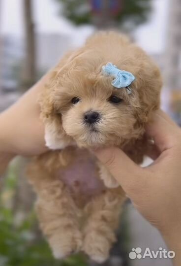 Мальтипу f1 мальчик