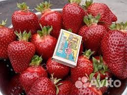 Рассада клубники