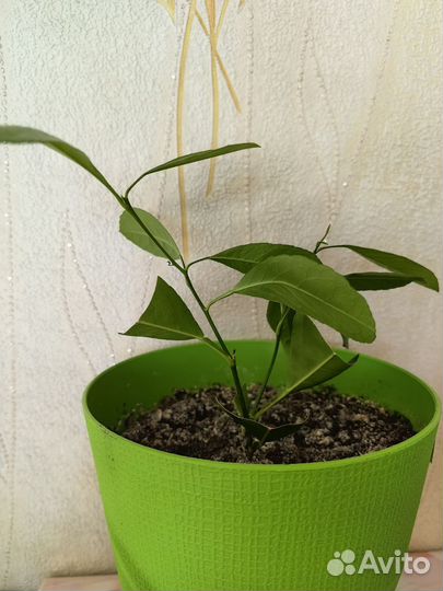 Продам лимоны