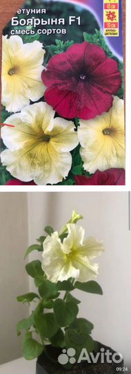 Рассада петунии