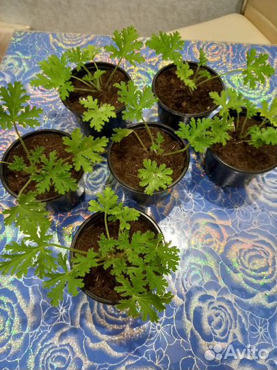 Герань лимонная