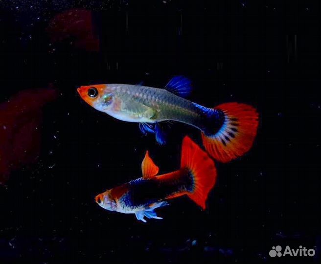 Гуппи чистая линия