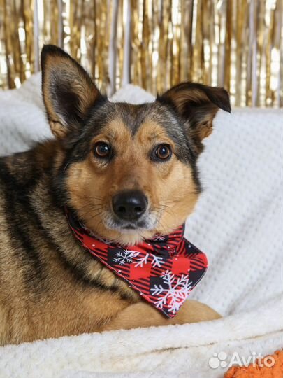 Ася ищет семью