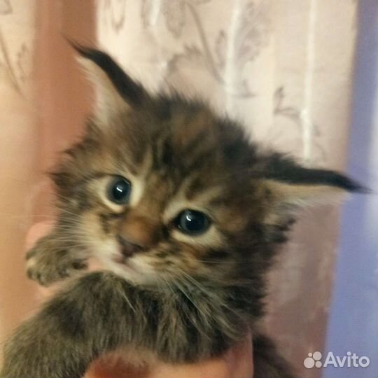 Котята мейн-кун